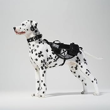 【期間限定お値下げ】Dalmatian JK ダルメシアン柄ファーライダース 楽天市場】コンバース オールスター ダルメシアンファー HI オフ